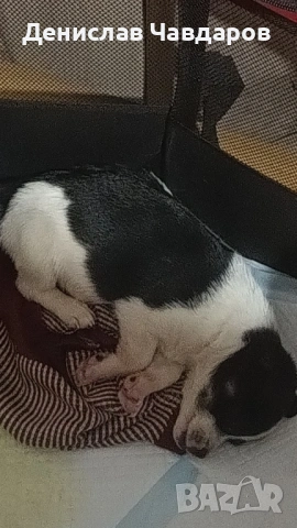 Продавам мини пинчер, снимка 2 - Пинчер - 53639622