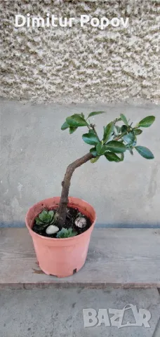 Бонсай  и Кварцов камък