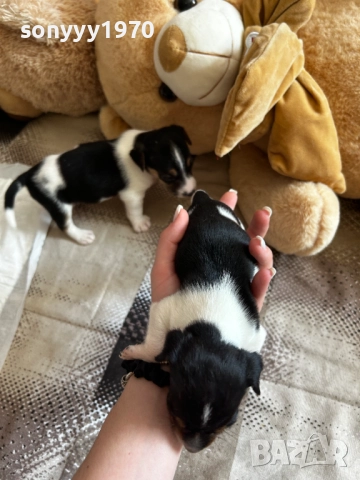 ДЖАК РЪСЕЛ БЕБЕТА-250ЛВ ЗА БРОЙ 1509251635, снимка 15 - Джак ръсел териер - 51722652