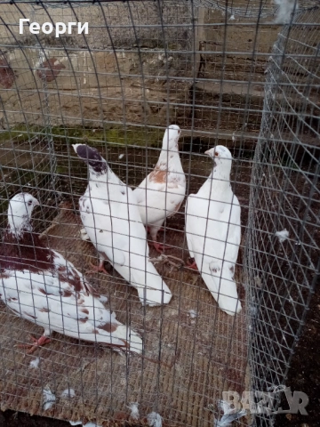 Мюлеманси , снимка 2 - Гълъби - 53283970