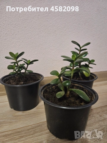 Дървото на живота, снимка 5 - Стайни растения - 53598347