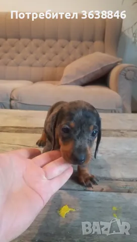Дакел,мини дакели, снимка 8 - Дакели - 49667778