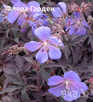 МНОГОГОДИШНИ ЦВЕТЯ - Коренища- ПРЕДВАРИТЕЛНИ ПОРЪЧКИ, снимка 6 - Градински цветя и растения - 53650042