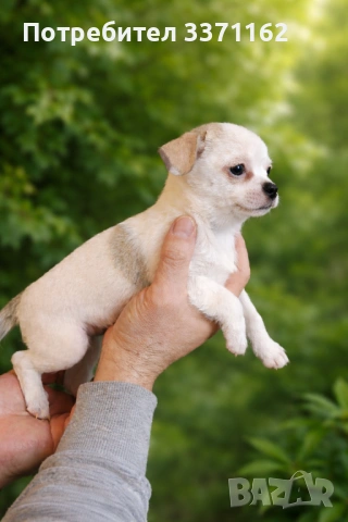  Момиче  Чихуахуа