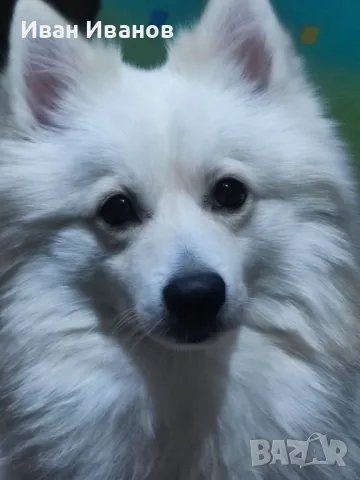 Мъжки немски " шпиц", снимка 2 - Шпиц - 50270953