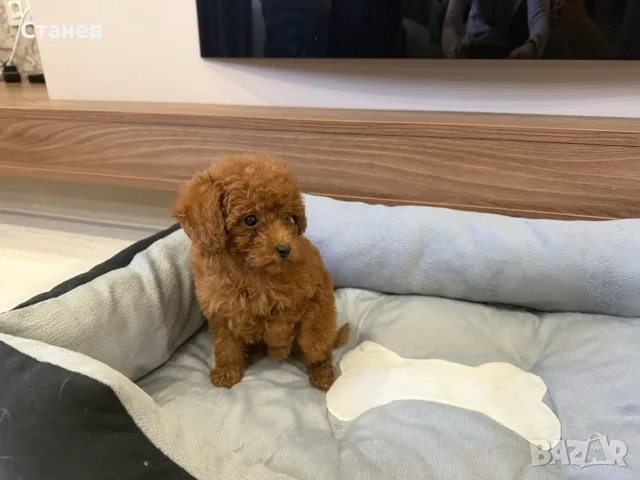 Той Пудел Момиче / Toy Poodle Girl, снимка 5 - Померан - 55655687
