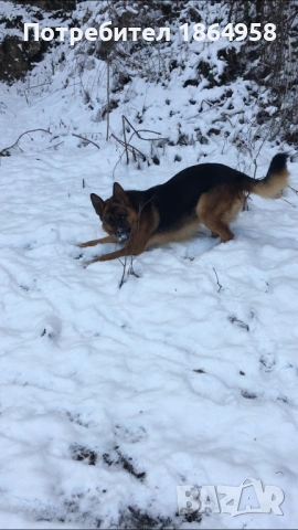 Женски Немски Овчарки ДОСТАВКА, снимка 6 - Немска овчарка - 53074193