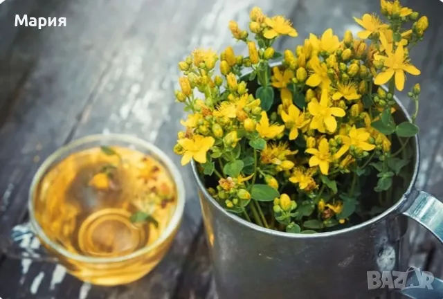 Жълт кантарион 2024г., снимка 1