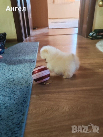 Померан, снимка 14 - Померан - 52946732