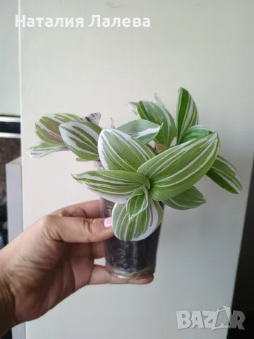 Традесканция, tradescantia albiflora Giant