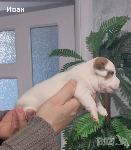 Джак Ръсел териер, снимка 2 - Джак ръсел териер - 53191197