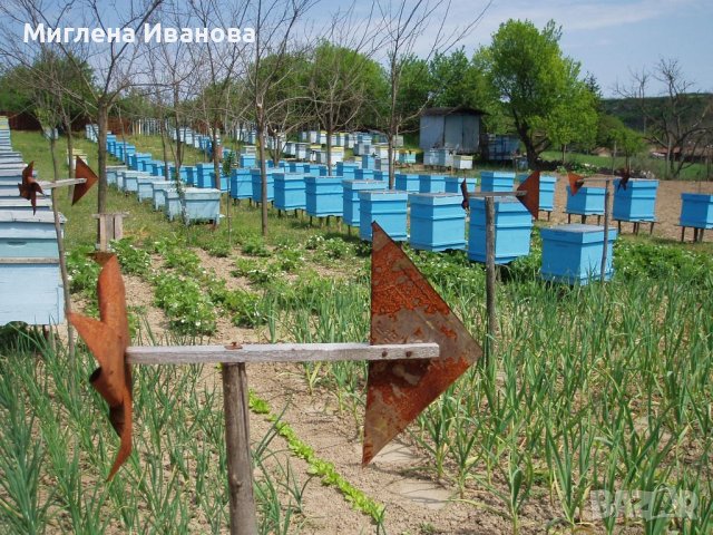 Бурканчета с мед 25, 40 и 50 мл, снимка 5 - Пчелни продукти - 39991688