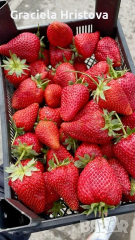 Продавам разсад ягоди , снимка 5 - Градински цветя и растения - 53815600