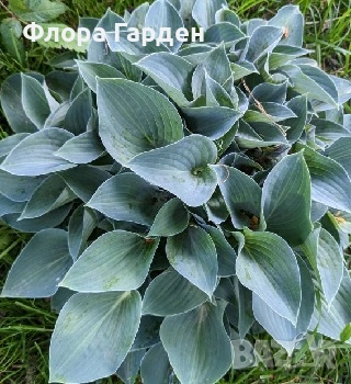 ХОСТА - Коренища, снимка 3 - Градински цветя и растения - 49488937