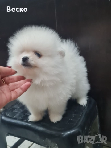 Померан мини мъжко , снимка 4 - Померан - 52907523