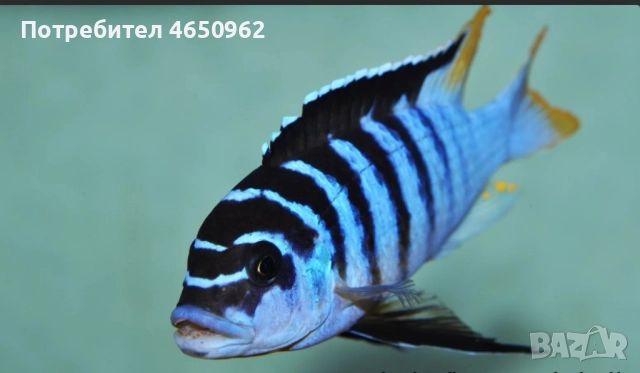 Аквариумни риби, африкански цихлиди от езерото Малави, снимка 14 - Рибки - 52414237