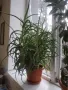 Продовом алое и бенджамин, снимка 4