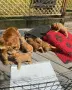 кокер шпаньол чистокръвно момче, снимка 3