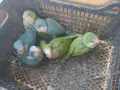 ръчно хранени папагали монах , снимка 2