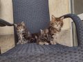 Мей кун мъжки и женски котенца, снимка 3