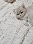 Родословни Британски котета  промоционолна цена за 8 март, деня на жената!, снимка 2