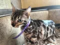 Бенгалска котка, снимка 9