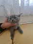 Шотландска клепоуха котка, снимка 7