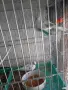 диамантени Гугутки , снимка 6