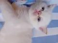 котета на два месеца персийски котета , снимка 4