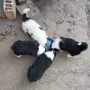 Малки Каракачански кученца, снимка 3