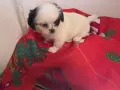 Японски хинчета, снимка 9