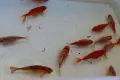 Воални комети и стандартни, снимка 8