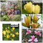 Магнолия - Magnolia НАЛИЧНИ 21 ВИДА Студоустoйчиви, снимка 15