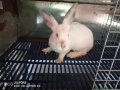 Продавам ПВС дъна за зайци, снимка 3