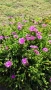 Делосперма (Delosperma cooperii), вечнозелено многогодишно сукулентно растение, снимка 5