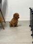 Мини Той Пудел / Mini Toy Poodle, снимка 8