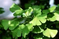 Гинко билоба (Ginkgo biloba), снимка 1