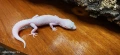 Леопардови гекони Diablo Blanco (Eublepharis macularius) , снимка 4