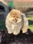 Померан с родословие , снимка 1