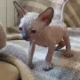 Чистокръвно коте сфинкс, снимка 6