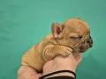 Френски булдог , снимка 7