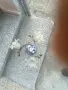 Полилей с три крушки!, снимка 3
