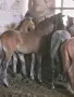 Елитни тежковози кончета, снимка 7