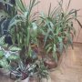 Палми Юка, снимка 1 - Стайни растения - 44217418