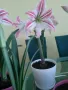 АМАРИЛИС - луковици, снимка 1