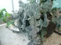Каланхое рядък вид със сиви листа , снимка 1