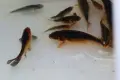 Японски шаран кои , снимка 6