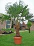 Студоустойчиви палми трахикарпус, снимка 1 - Градински цветя и растения - 42041111