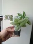 Традесканция, tradescantia albiflora Giant, снимка 1