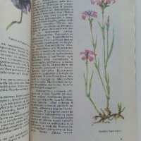 Чудният свят на растенията - Г.А.Денисова - 1975г. , снимка 3 - Други - 42235606